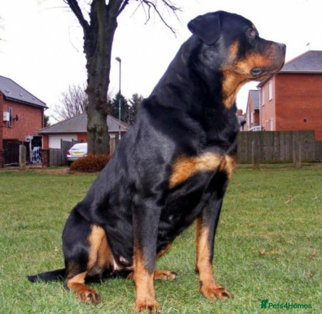 Rottweiler dogs for sale: MASSIVE ROTTWEILER PUPPIES  - Advert 18