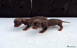 Miniature Dachshund dogs for sale: Dachshund puppies 5Boys  - Image 23