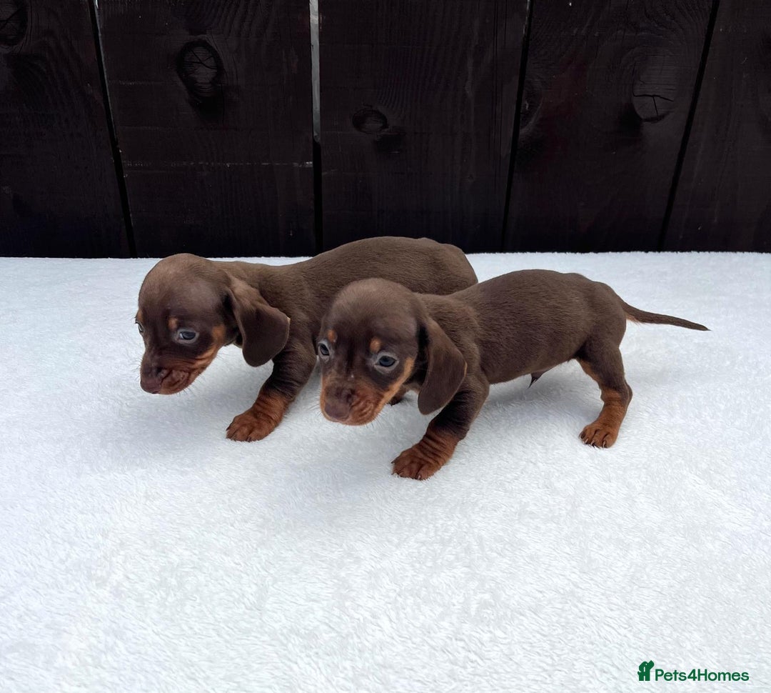 Miniature Dachshund dogs for sale: Dachshund puppies 5Boys  - Image 23