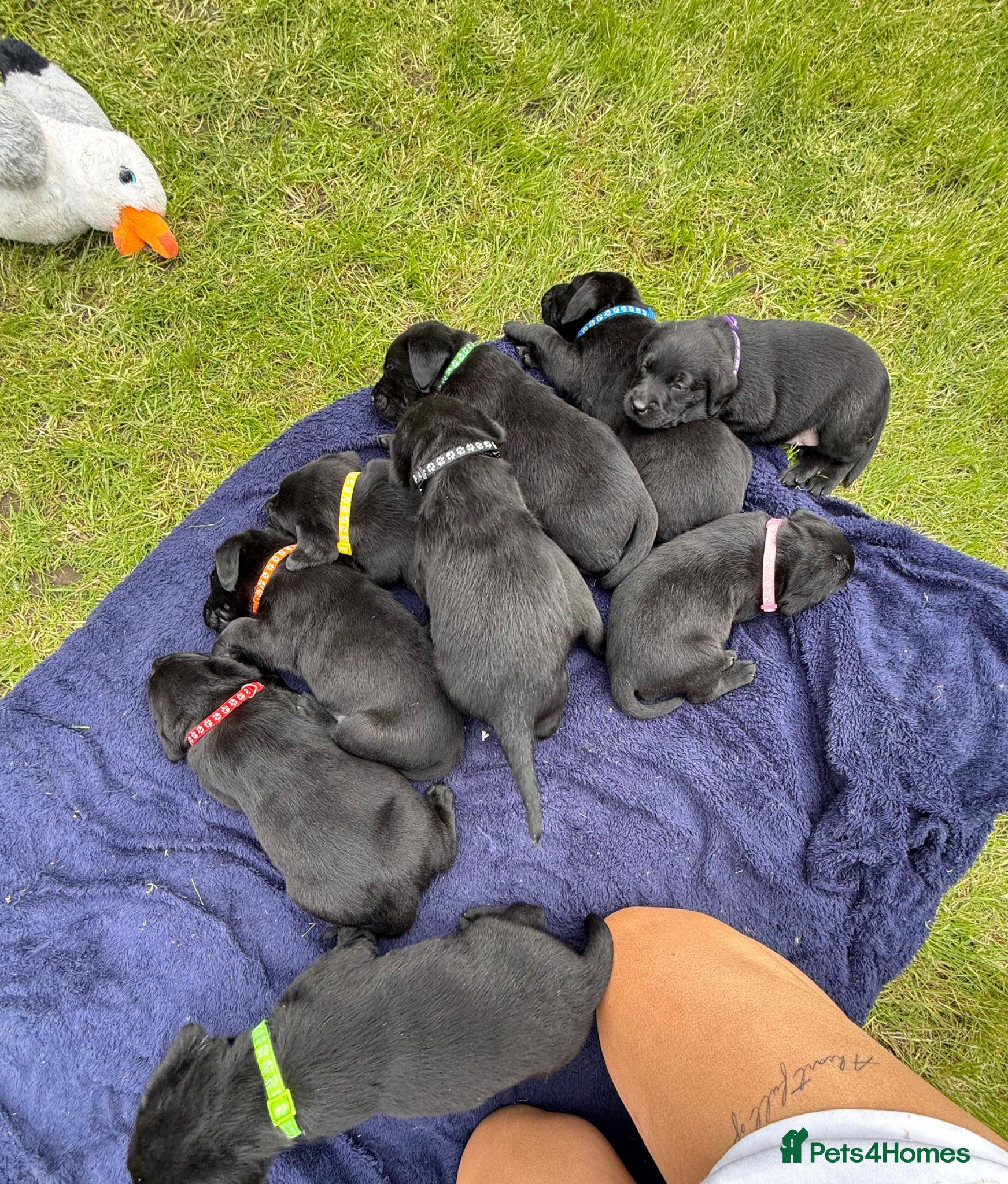 Labrador Retriever dogs Black Labrador puppies  - Advert 6