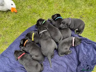 Labrador Retriever dogs Black Labrador puppies - Advert 3