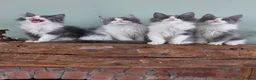 Maine Coon cats for sale: Maine Coon x Ragdoll 12 week kittens 2 male 2 fem - Advert 9