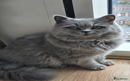 British Longhair cats for sale: Beautiful British Longhair female  - Advert 4