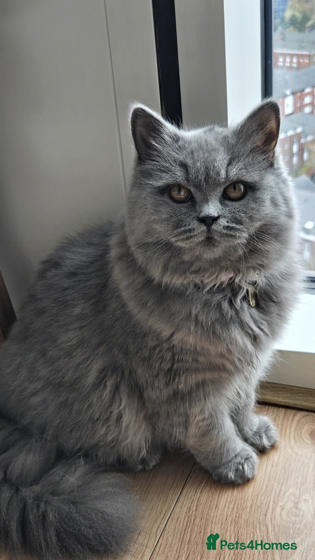 British Longhair cats for sale: Beautiful British Longhair female  - Advert 4