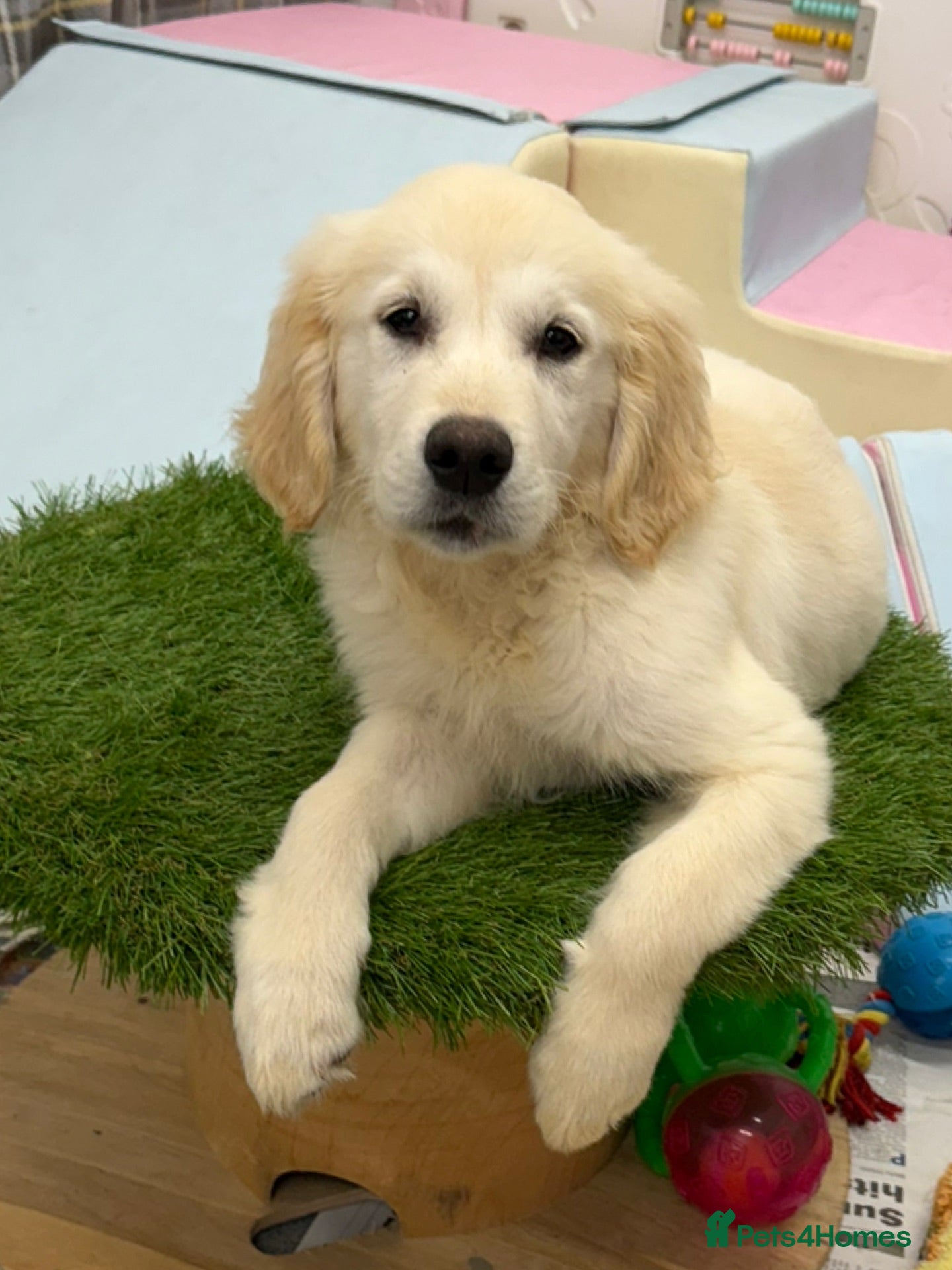 Golden Retriever dogs KC Registered Golden Retriever Pups vaccinated  - Advert 1