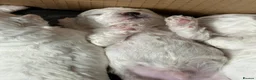 Bichon Frise dogs for sale: Pure Bichon Frise Puppies - Advert 8