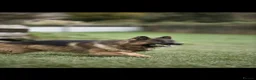 German Shepherd dogs for stud: Stunning GSD KC Reg, Health tested Stud in Coalville - Advert 3