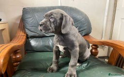 Cane Corso dogs for sale: Beatiful Cane Corse Blue Girl Available - Advert 4
