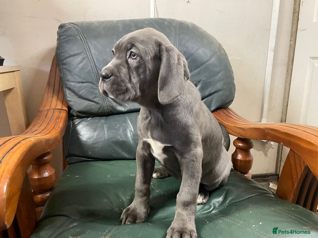Cane Corso dogs for sale: Beatiful Cane Corse Blue Girl Available - Advert 4