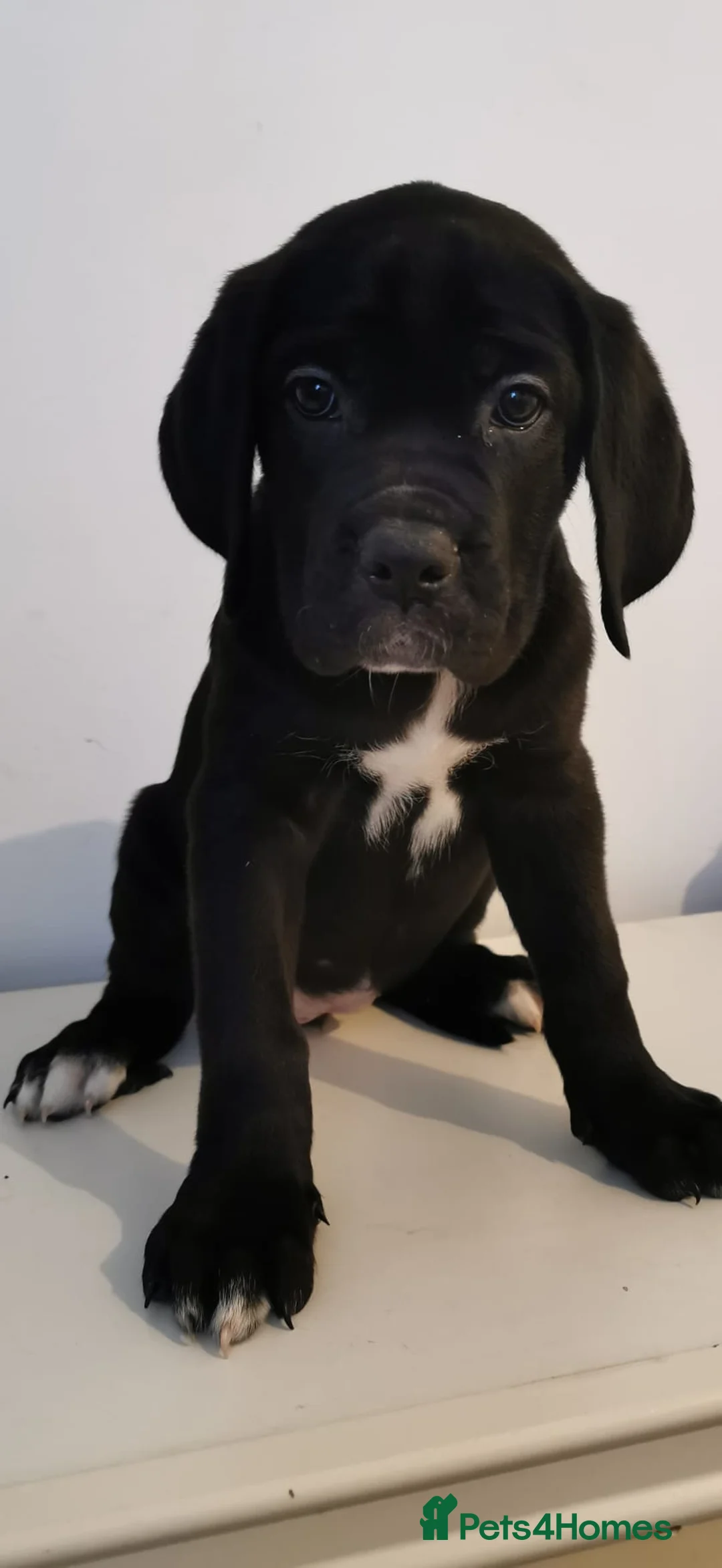 Cane Corso dogs for sale: Cane Corso  - Advert 7