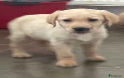 Labrador Retriever dogs for sale: Golden Labrador puppy’s  - Image 6