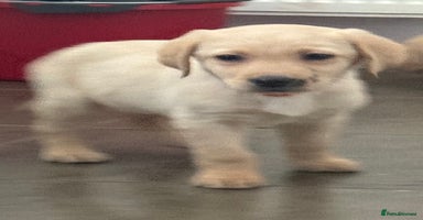 Labrador Retriever dogs - Advert 9