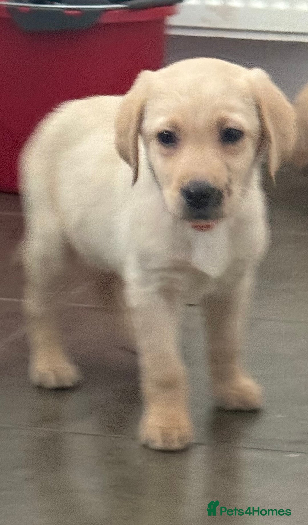 Labrador Retriever dogs for sale: Golden Labrador puppy’s  - Image 6