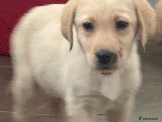 Labrador Retriever dogs - Advert 6