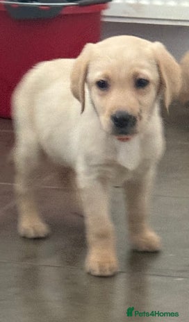 Labrador Retriever dogs - Advert 9