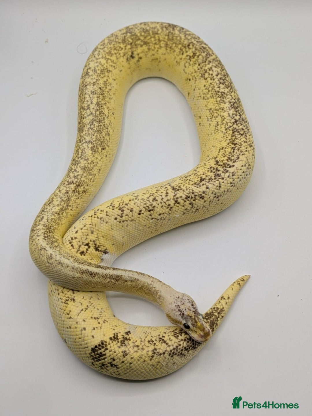 Python Snake reptiles for sale: Range of Royal Pythons - Advert 21