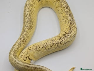 Python Snake reptiles Range of Royal Pythons - Advert 8