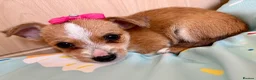 Mixed Breed dogs for sale: Jack Russell Cross Chorkie Puppies – Ready Now - Advert 27