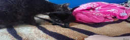Mixed Breed cats for sale: Adorable LAST boy left. La Perm X - Advert 4
