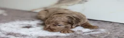 Cavapoo dogs for sale: F1 rare chocolate/choc Merle Cavapoo pups - Advert 36