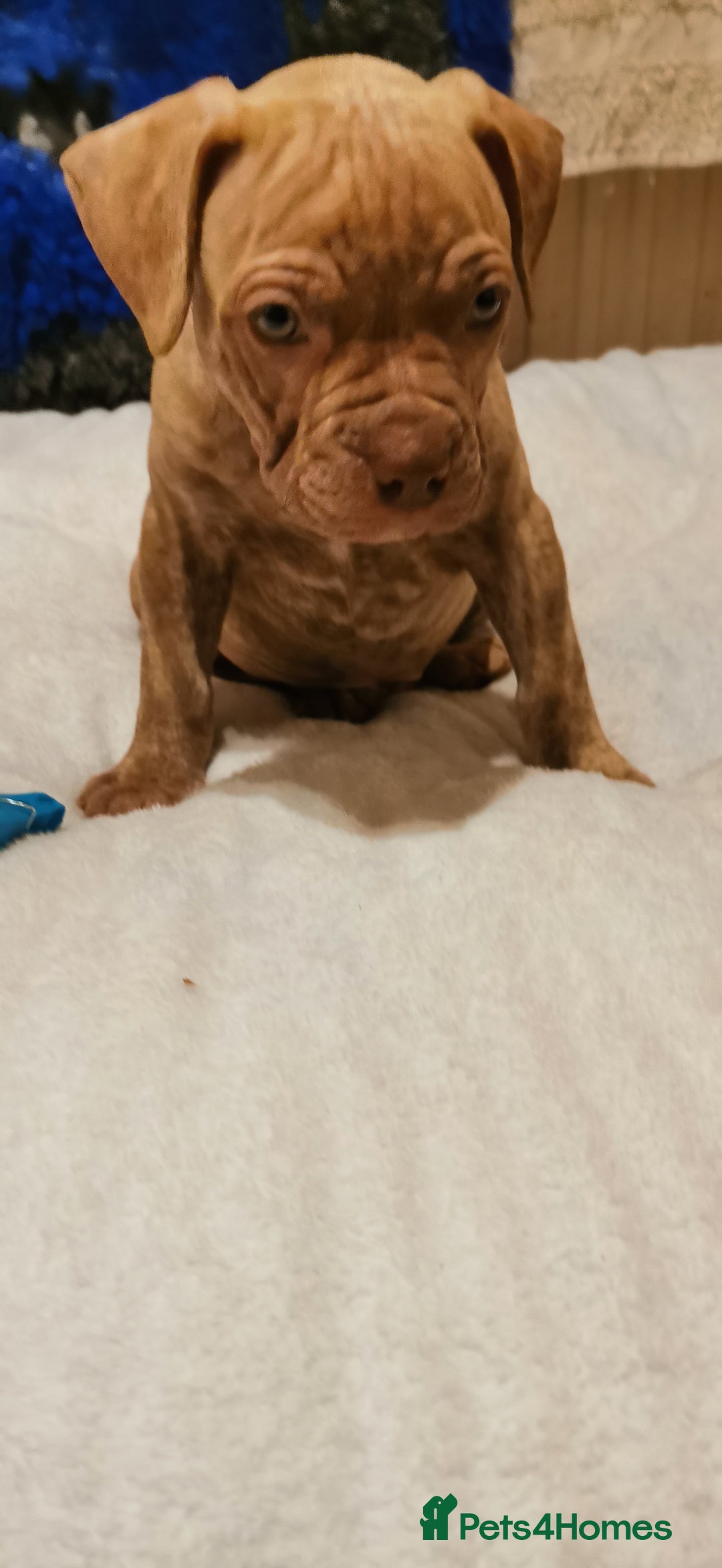 Mixed Breed dogs for sale: 7 Adorable Bull Terrier Cross Puppies - Advert 3