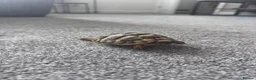 Hermann Tortoise reptiles for sale: Hermann Tortoise in Blackwood - Advert 4