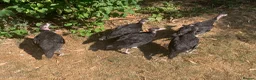 Turkeys poultry for sale: HB92 Bronze Turkey Poults, 6 Weeks Old  - Advert 2