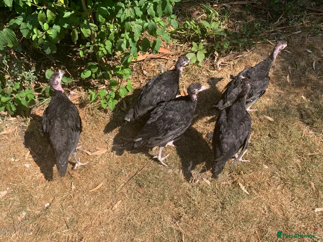 Turkeys poultry for sale: HB92 Bronze Turkey Poults, 6 Weeks Old  - Advert 2