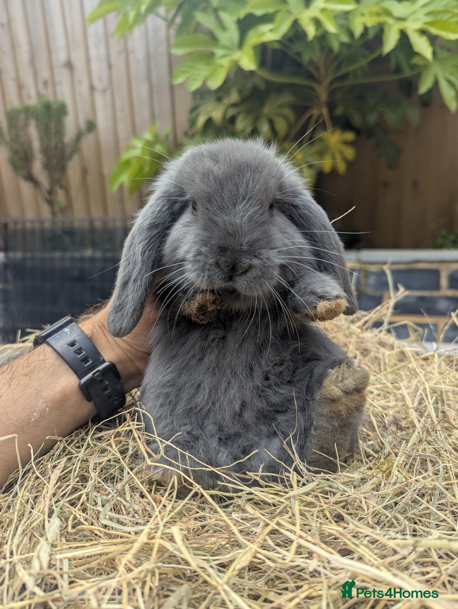 French Lop rabbits French Lop/Mini Lop ready from the 10th of June - Advert 8