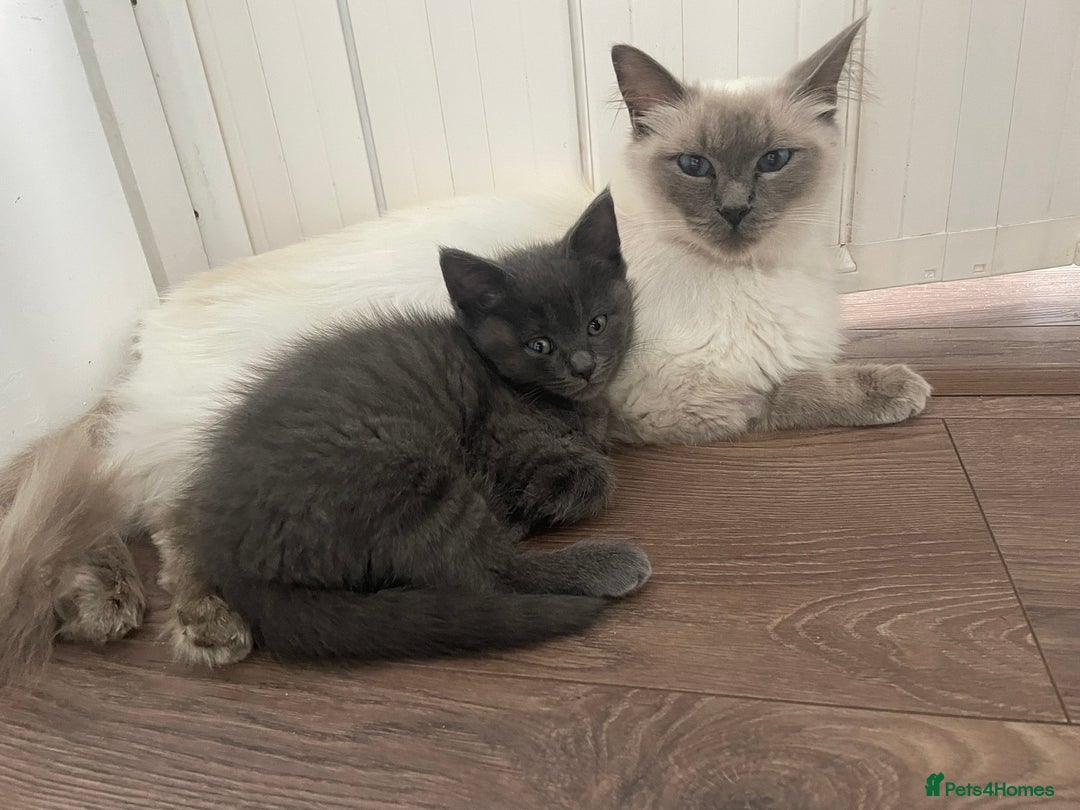 British Shorthair cats for sale: BTS x Ragdoll - Image 19