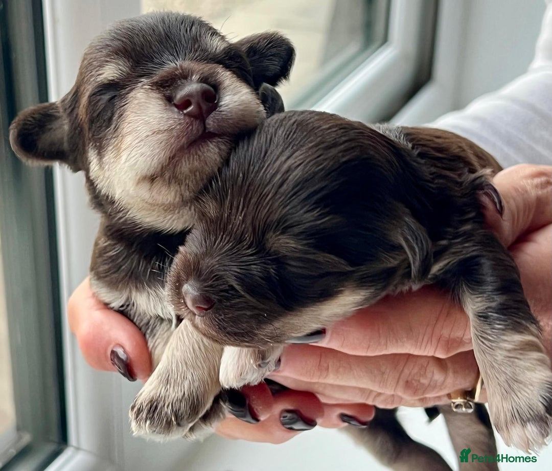 Miniature Schnauzer dogs for sale: Gorgeous KC Reg Health Tested, Mini Schnauzer Pups - Advert 5