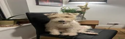 Fox Terrier dogs for stud: Wire fox terrier stud  in Welwyn Garden City - Advert 6