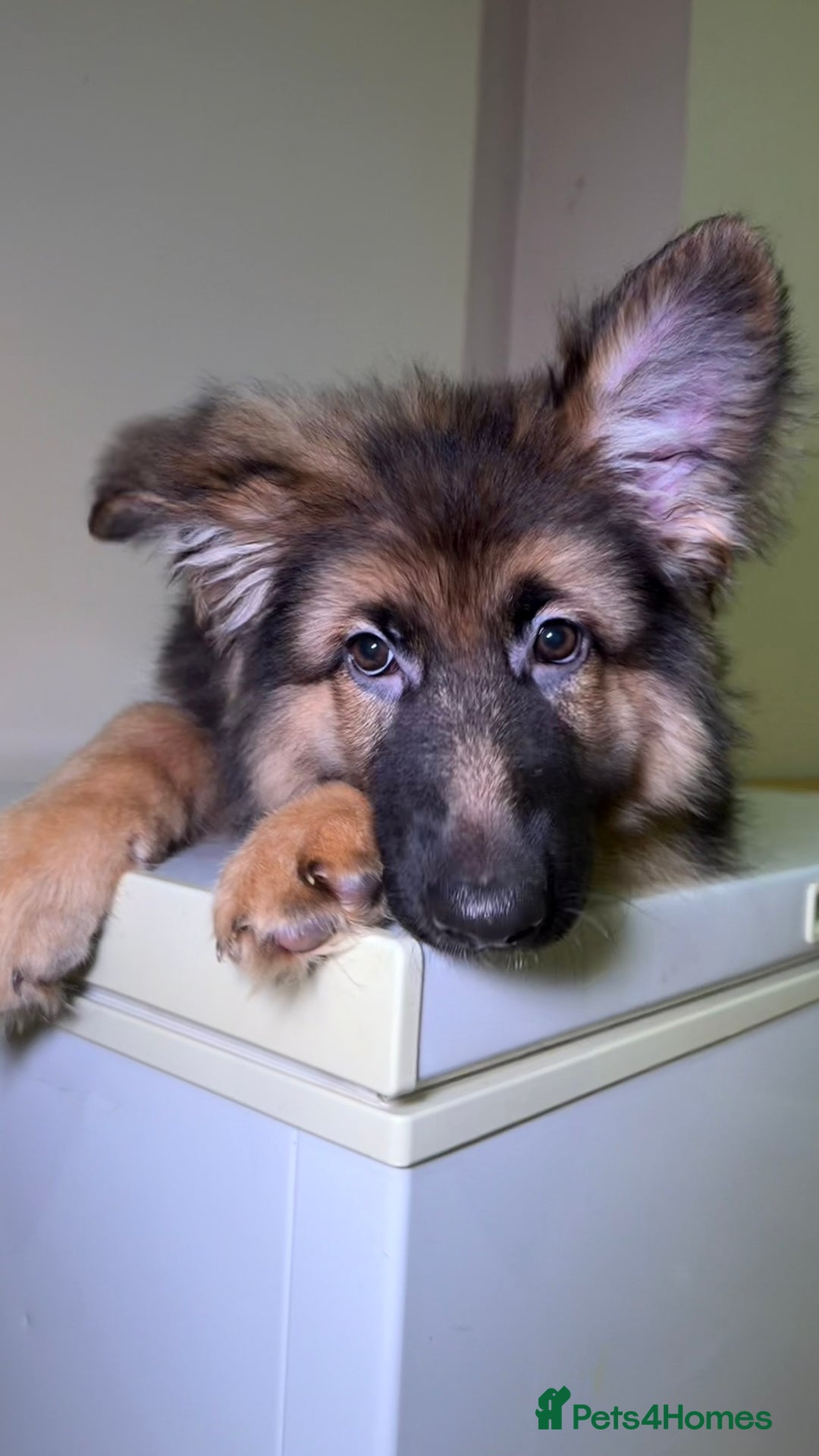 German Shepherd dogs for sale: *1 LEFT* RARE BLUE/BLACK KC REG GSD PUPS 💙 🐾 - Advert 10