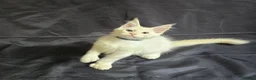 Maine Coon cats for sale: Ready now-Tica Maine Coon Kittens  - Advert 19