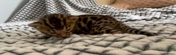 Bengal cats for sale: 5 beautiful full breed bengal kits - Advert 3