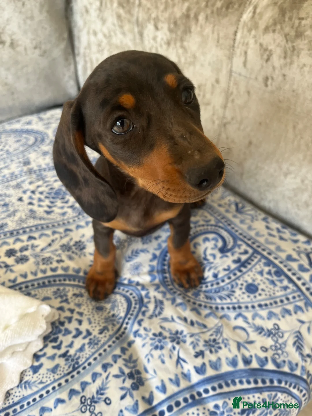 Miniature Dachshund dogs for sale: Miniature dachshunds - Advert 2