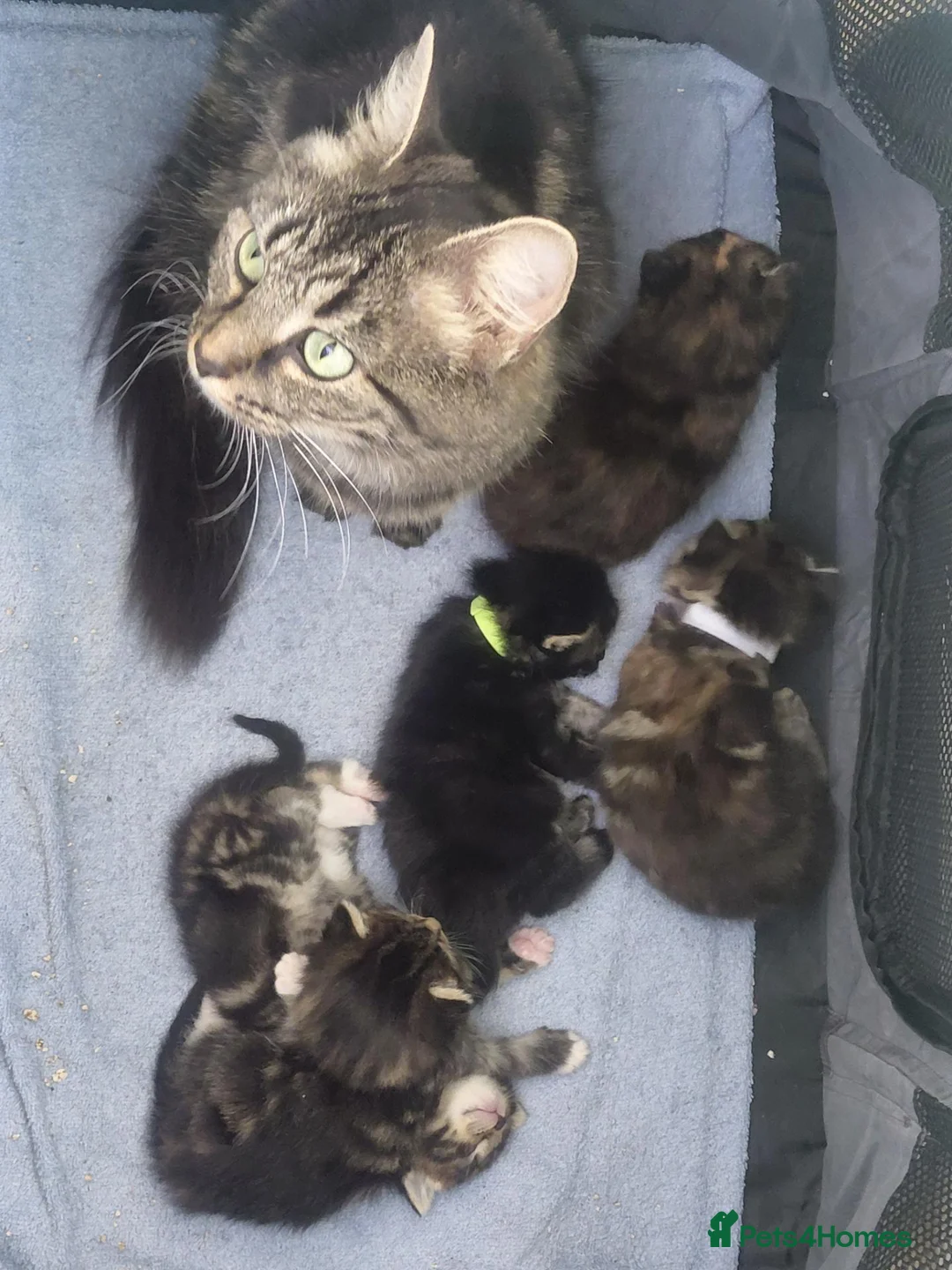 Mixed Breed cats for sale: My last girl tabby x maincoon - Advert 1