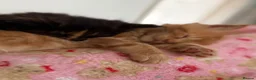 Maine Coon cats for sale: Beautiful mainecoon kittens  - Advert 25