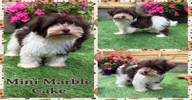 Miniature Schnauzer dogs - Advert 15