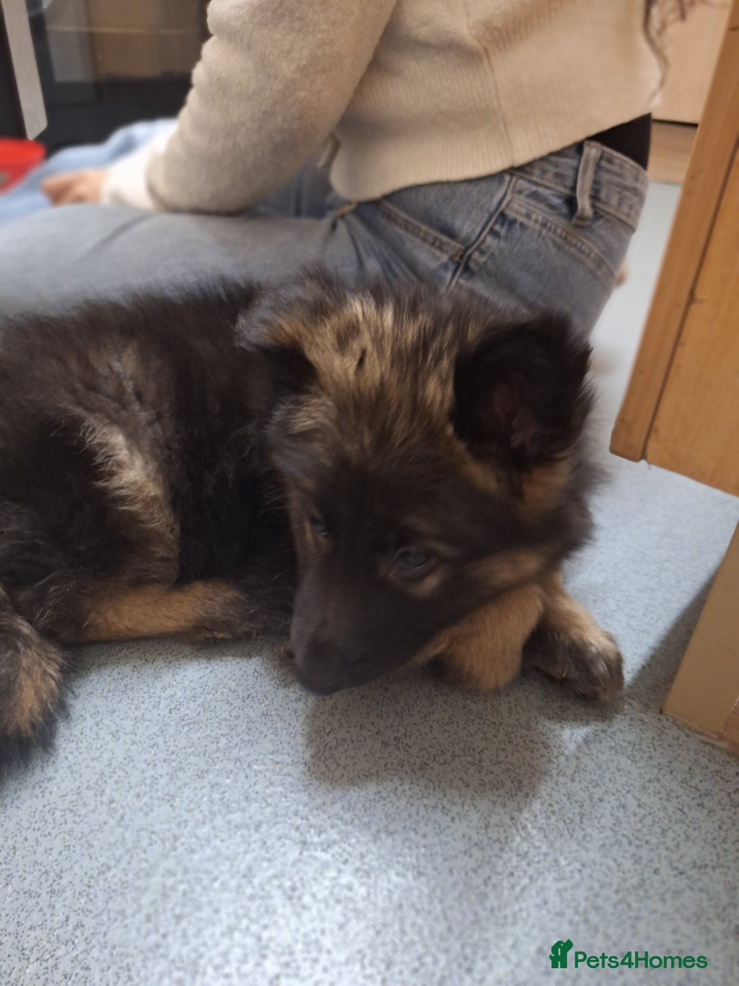 German Shepherd dogs for sale: Long haired german shepherd  - Advert 2