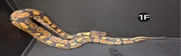 Python Snake reptiles for sale: Baby Royal Pythons, Females various Morphshs  - Advert 4