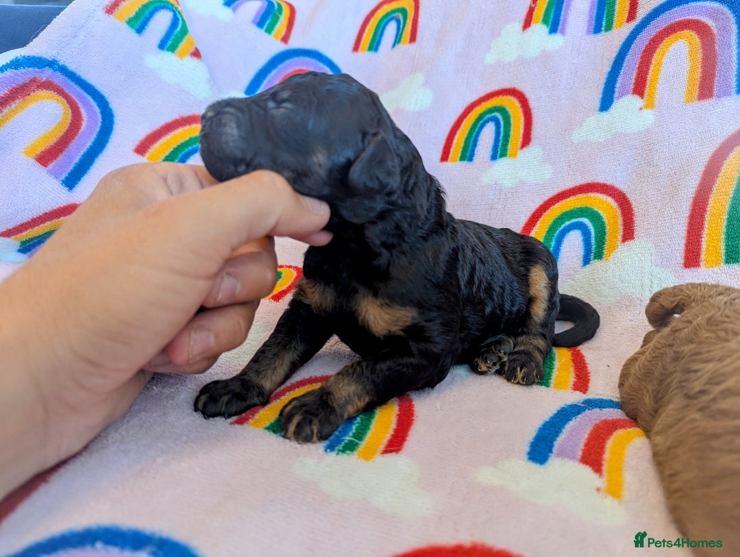 Miniature Poodle dogs for sale: Stunning Red & Phantom Miniature/Moyen Poodles - Image 13