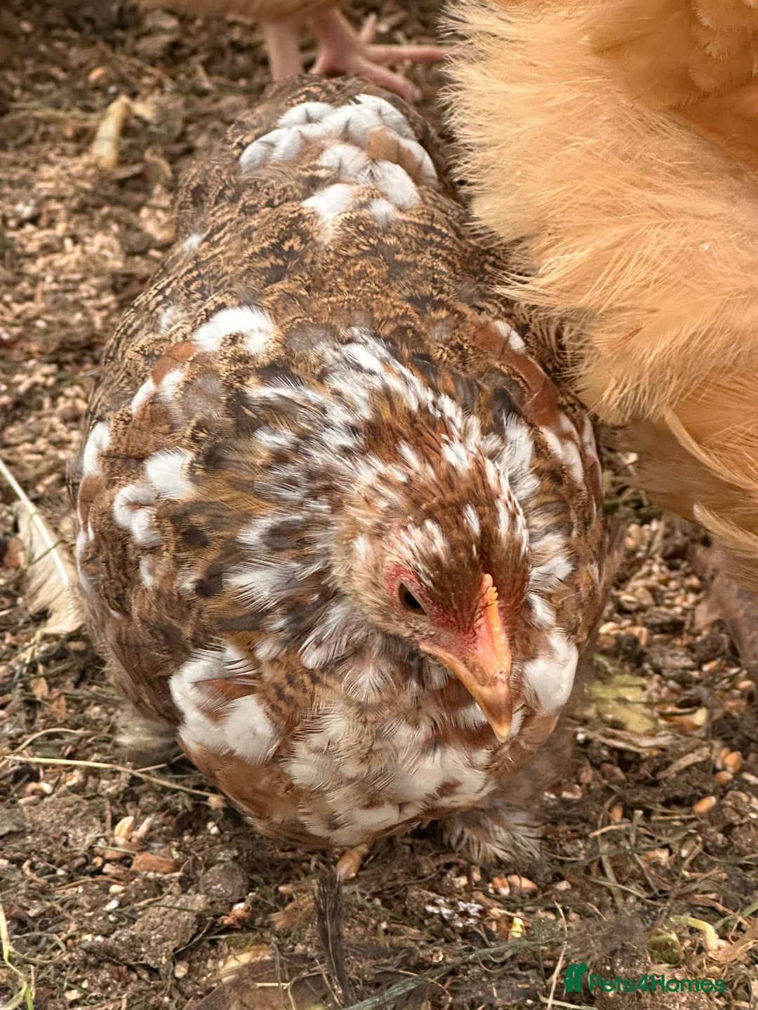 Chickens poultry for sale: Oprington/Araucana/ Pekin Bangam/ Hybrid  in Aylesbury - Advert 5