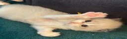 Ragdoll cats for sale: 4 beautiful ragdoll kittens  - Advert 15