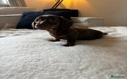 Miniature Dachshund dogs for sale: READY NOW 🥰❤️🐾Female Miniature dachshund 🐾  - Image 2