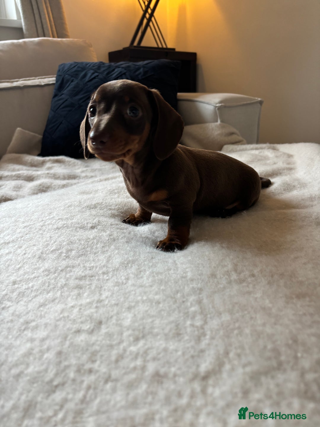 Miniature Dachshund dogs for sale: READY NOW 🥰❤️🐾Female Miniature dachshund 🐾  - Image 2