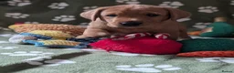 Labrador Retriever dogs for sale: Two gorgeous KC Fox Red Labrador boys left - Advert 14