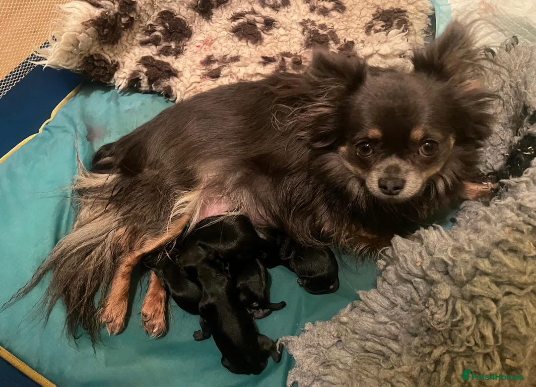 Mixed Breed dogs for sale: XXXXS Gorgeous Maltese X Chihuahua Malchi Puppies  - Advert 10