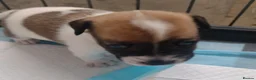 Jack Russell dogs for sale: Puppies for Sale - Advert 3