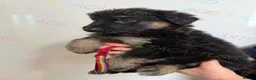 German Shepherd dogs for sale: Ready now reduced further  to sell Kcreg GSD pups - Advert 23
